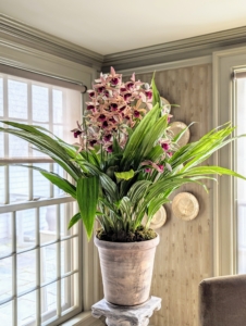 Here is a potted Christmas orchid. Rule of thumb – orchids that receive a proper balance of light, humidity, and temperature will have healthy bright green leaves. Too little light would make the leaves very dark. The size, shape, and texture of leaves depend on the habitat. Orchids that live in dry climate have large, thick leaves covered with wax, while species that live in warm and humid areas have thin, elongated leaves.