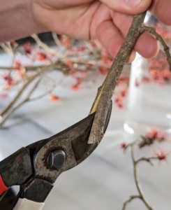 When cutting witch hazel, Ryan slits the base of the stems vertically to allow more intake of water.