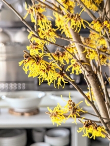 Witch hazel is a genus of flowering plants in the family Hamamelidaceae. There are four types of witch hazel – Hamamelis virginiana, Hamamelis vernalis, Hamamelis japonica, and Hamamelis mollis. All of these produce flowers with strap-like crumpled petals.