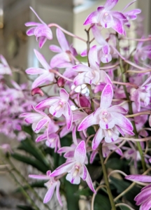 Dendrobium flowers are smaller orchid blooms. They have a butterfly-like shape and are about three inches across.