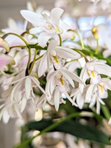 Here is a closer look at the graceful floral sprays. The flowers are bright, showy, and fragrant.