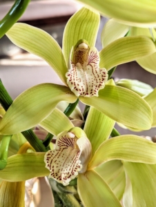 Each stem has about eight to 10 blooms, each light green with burgundy speckled markings.