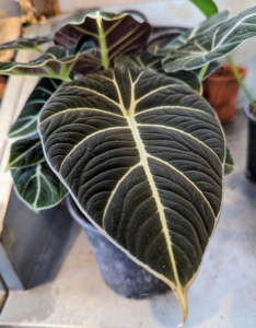 'Black Velvet' is one of several Alocasia species native to Southeast Asia, likely from the jungles of Borneo. It was collected during the 1860s by English plant collectors.