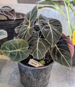 Just remember, this type of Alocasia is toxic to both humans and animals. Like all of the Araceae family members, this plant has calcium oxalate crystals, which can cause illness when chewed or eaten.
