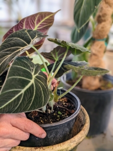 Here, Ryan sizes up the potted Alocasia with its new pot. When choosing a container, select one that is about two-inches larger than the current pot.