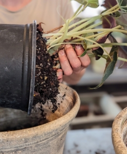 Ryan removes the plant from its pot and gently loosens the soil around the roots with his hands to stimulate growth.