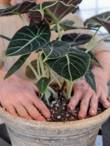 Once it is in its new pot, Ryan tamps down to ensure good contact with the soil. 'Black Velvet' thrives in dappled, bright but indirect light. It does best in north or east-facing windows, where morning light isn't too intense.