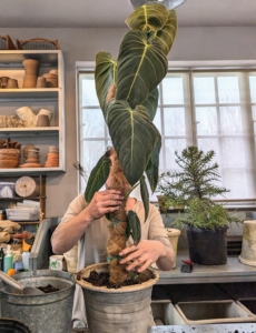 Ryan places the Philodendron into the pot so its root ball top sits just under the lip of the container.