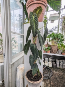 Philodendrons like to be kept in warm temperatures and indirect light near a window. This spot in my greenhouse is perfect.