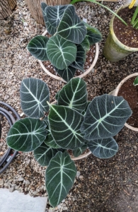 Most alocasias are loved for their striking foliage. This is Alocasia reginula 'Black Velvet' - a dwarf Alocasia with velvety broad dark leaves and silver veining.