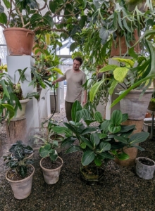 Before going on one of the long tables in my main greenhouse, Ryan gives them all a good watering. When caring for Alocasia 'Black Velvet,' water deeply, drain away any excess, and allow around 20-percent of the topsoil to dry before watering again.