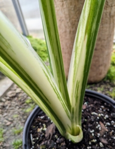 Variegated alocasias may also have variegated stems of light green to white in color.