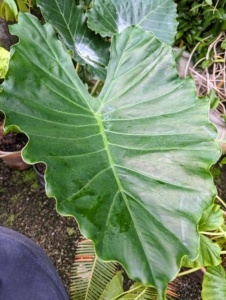 Alocasia tyrion prefers dry environments. When mature, the edges of the leaves are wavy and heart-shaped.