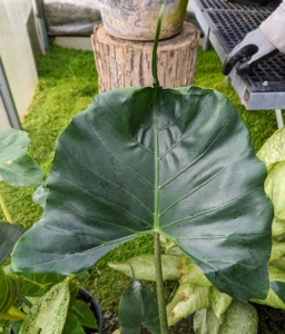 This is a unique and interesting Alocasia macrorrhiza ‘Stingray.' It grows best in warm, humid conditions and dappled sunlight. The distinctive “tail” combined with the “wings” looks very much like the boneless batoid fish. What are your favorite Alocasia varieties?