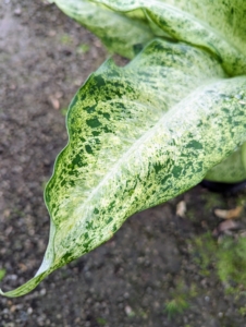Each leaf is divided by a white central midrib with specks of green throughout the leaf.