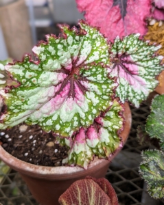 All begonias have oval-shaped leaves that can be spade-like with a pointed tip in some varieties. The leaves grow from the main stem in an “alternate” structure. This means they never grow opposite one another, but instead, each individual leaf emerges slightly higher on the stem than the previous one.