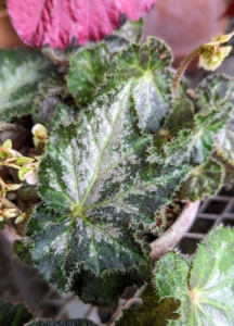 Begonias dislike wet feet. Between waterings, let the soil dry out slightly. And for the best results, place pots in a warm room with bright indirect light.