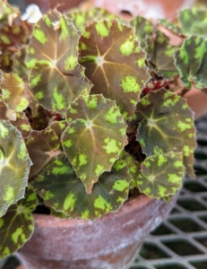 Rhizomatous begonias range from small, delicate plants with one-inch wide leaves to large, robust specimens with 12-inch wide leaves or more.