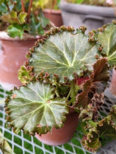 Most rhizomatous begonias are grown for their interesting leaves – there are so many great shapes, sizes, and colors.