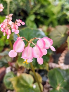 Mature rhizomatous begonias sometimes have extended periods of flowering, providing weeks of color.