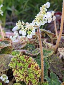 While the leaves are very interesting, right now these begonias are starting to display clusters of small lovely blooms that grow like clouds above the foliage.
