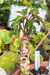 The stems of the begonia carolineifolia are exceptionally thick, and show the scars of felled leaves. As a houseplant, the begonia carolineifolia is highly decorative and easy to grow.
