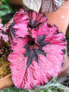 This variety has bold magenta leaves with dark chocolate markings.