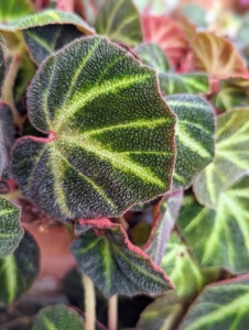 This is Begonia ‘soli-mutata’. It is a compact medium-sized species from Brazil. The heart-shaped leaf colors vary depending on its exposure to bright light, which is why its common name is “Sun tan” Begonia.