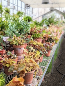 My growing collection of begonias is among the first one sees when entering my main greenhouse. I keep my begonias on a long, sliding table, so each plant is within easy reach.