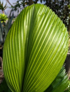 And this is one leaf of Licuala grandis - the ruffled fan palm, Vanuatu fan palm, or Palas palm, a species of palm tree in the family Arecaceae native to Vanuatu, an island nation in the Pacific. It features a trunked palm tree with wide, pleated leaves in vibrant green.