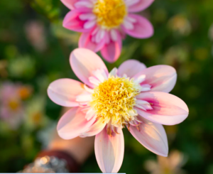 Dahlia Petit Florets is a mix of soft pastel tones, including peach, apricot, dusty rose, lavender, sun-bleached raspberry, and buttercream. (Photo from Floret)