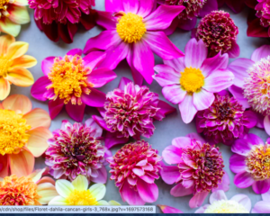 Dahlia CanCan Girls features tufted blooms in all shapes and sizes, many with the anemone flower form. The color range includes reds, maroons, pinks, purples, and many bicolors. (Photo from Floret)