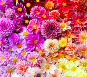 Dahlia Bee's Choice includes a wide range of flower shapes, sizes, and colors with open centers that attract pollinators. (Photo from Floret)