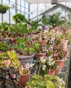 To successfully grow rhizomatous begonias, It's a good idea to use clay pots as they are more porous and allow the roots to breathe. And only repot one size up when the roots have filled their current vessel.