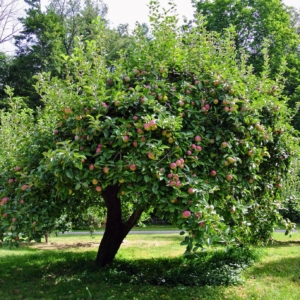 A good number of my apple trees are at least 60-years old, so they were already here when I purchased the property.