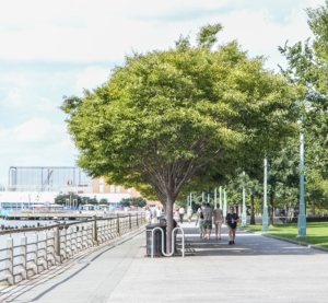 Interesting and beautiful specimens are all over Hudson River Park. This is a portion of the Greenwich Village Esplanade planted with Zelcova trees, a hardwood tree in the elm family. (Photo courtesy of HudsonRiverPark.org)