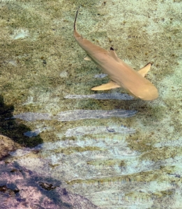 ... And this black-tipped reef shark.