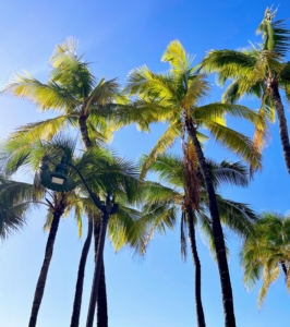 Many beautiful palm trees dot the Hawaiian landscape.
