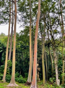Here is a group of rainbow eucalyptus trees with their beautiful trunks. Because these trees shed bark, the bark colors are in a constant state of change.