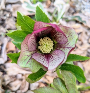 The sepals surround a ring of small, cup-like nectaries which are actually petals modified to hold nectar. The sepals and veins on this hellebore are deeply colored to invite pollinators.