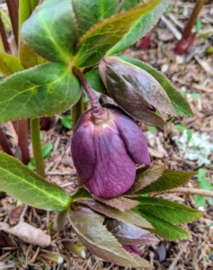 Here is a dark colored hellebore just about to open. The flowers come in a wide range of colors including shades of maroon, apricot, yellow, green, metallic blue, slate, dusky pink, and white, with or without picotee, spots, and freckles.