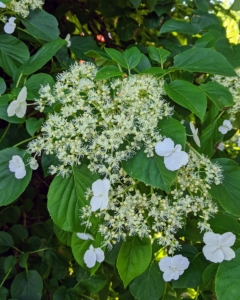 Native to Asia, climbing hydrangeas are flowering deciduous vines that bloom from late spring or summer until fall.
