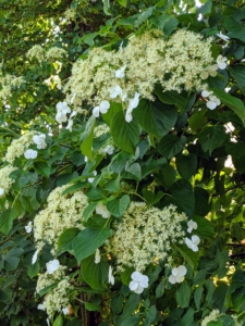 Once a climbing hydrangea is established, it can reach a height of 50-feet or more.