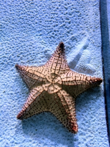 There are many sea creatures that call the area home including starfish.