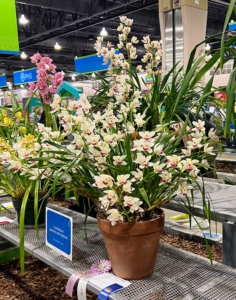 This is a potted Cymbidium sp., white orchid with its beautiful blooms. These are exceptionally elegant plants with long lasting blooms. Cymbidiums flower anywhere from four to 12 weeks on the plant and at least two to four-weeks as cut flowers.
