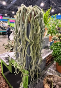 This is called Cleistocactus colademononis, or monkey's tail. It is a pendant cactus covered in a thick coat of soft, hair-like spines. It is native to Bolivia, where it grows on the sides of cliffs with plenty of sun exposure and high humidity.