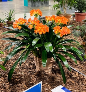 This is Clivia miniata, Clivia. I also have clivias at my farm. Clivia miniata, the Natal lily or bush lily, is a species of flowering plant in the genus Clivia of the family Amaryllidaceae. It is native to woodland habitats in South Africa.