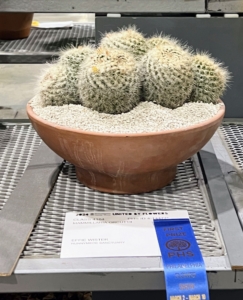 This is Mammillaria orcuttii, spiny cacti with spherical or columnar stems often in clusters. When in bloom, it bears many prominent tubercles, and funnel-shaped flowers usually in a ring near the apex of the stem.