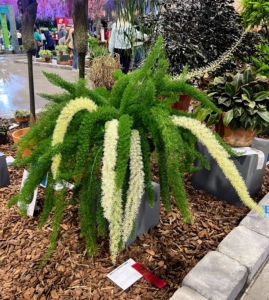 This is called Asparagus densiflorus 'Myers' - an asparagus fern. It is a spreading perennial that has a fine texture with a stiff, upright habit. This plant grows fairly rapidly and could grow up to two-feet tall.