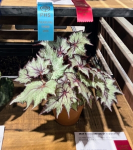 This 'Butterscotch' Rex Begonia features interesting leaves of silver-green with burgundy markings. I have many begonias in my greenhouse - they're among my favorite of houseplants.